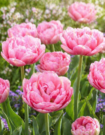 Tulppaani ‘Aveyron’ 5 kpl