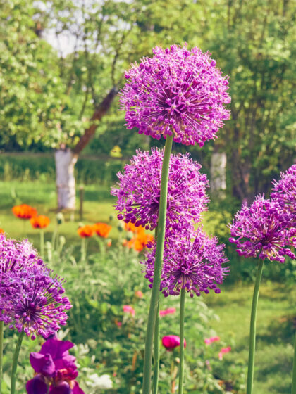 Aflatunense (Hollandicum) -sipulin sipulit