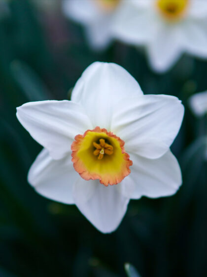 narcissus poeticus