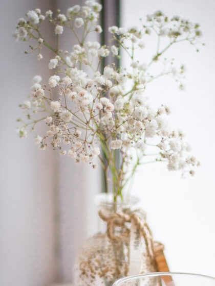 Gypsophila 'Gypsophila' valkoinen