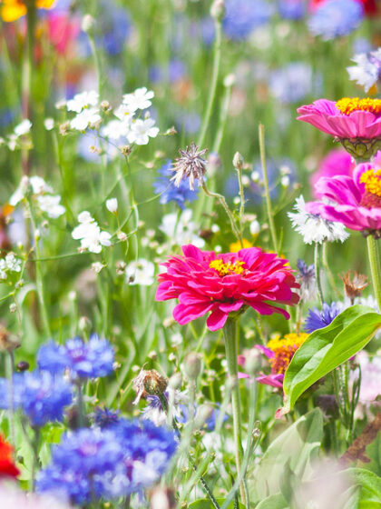 Kukkasiemenseos “Lilleniit” - 0,5 kg