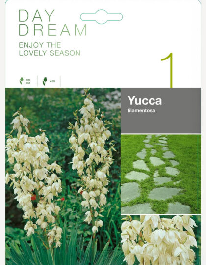 yucca