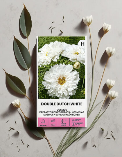 Kosmos - Double Dutch White