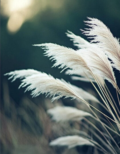 Pampasruoho "Pampas Plume" (Pampas Plume)