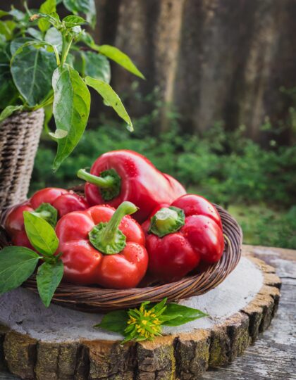 Paprika - Rajenin siemenet