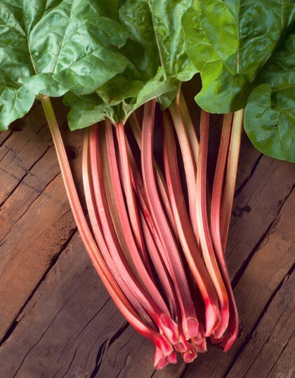 Rabarber Red Champagne root