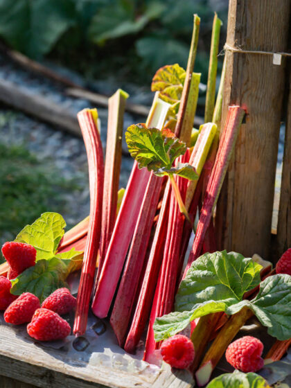 Raparperi Vadelma Punainen juuri