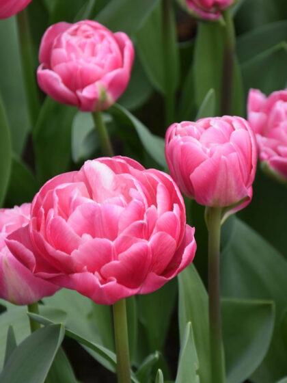 Tulppaani 'Vogue' 30kpl