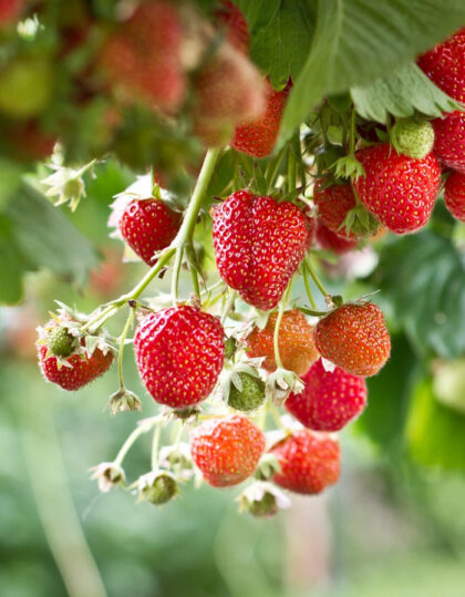 Mansikka frigata kasvit ‘Selva’ 10 kpl