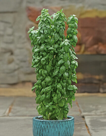 Mausteinen basilika (Thai Towers)