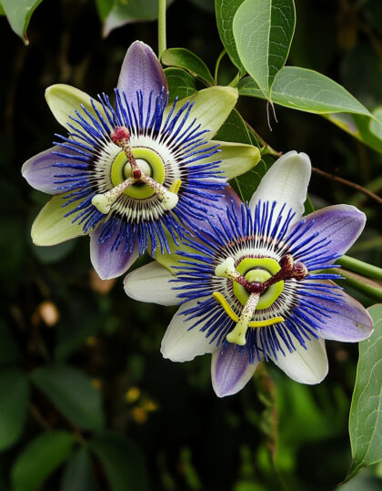 Passionkukan (Passiflora) siemenet