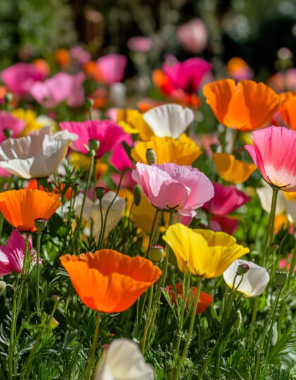 West Magnum "Ballerina"