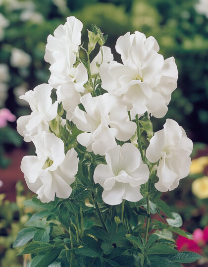 Tuoksuva kukkiva herne "White Ensign"
