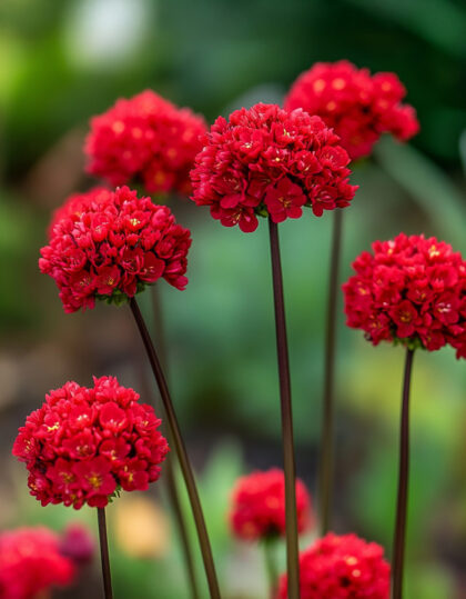 Merikann "Ballerina Red"