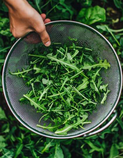 Luomu rucolan siemenet