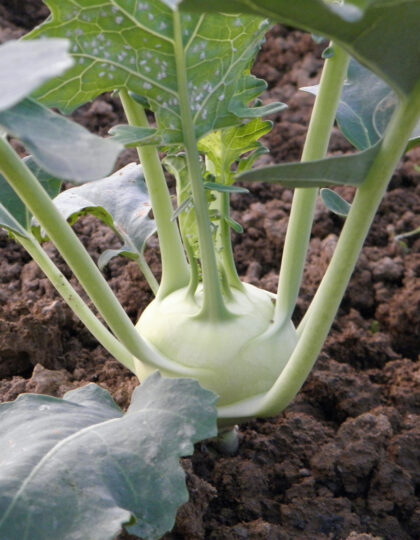 Ruusukaalit "Delikatess Witte"