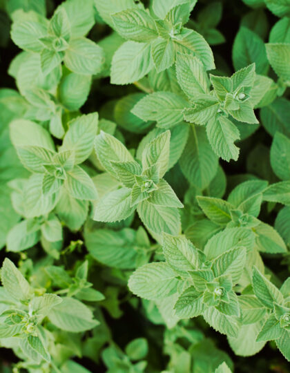 minttumehun siemenet