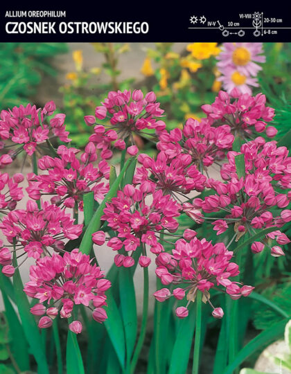 vaaleanpunainen sipuli