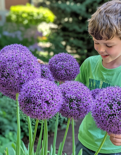 Hiipinän sipulit "Gladiaattori".