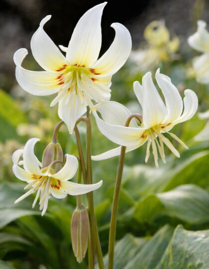 Koiranhammas "Erythronium white beauty" 2kpl