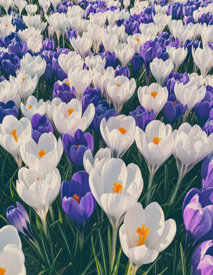 Krookussekoitus – valkoinen ja violetti