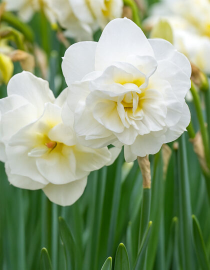 Kaksivartiset narsissisipulit