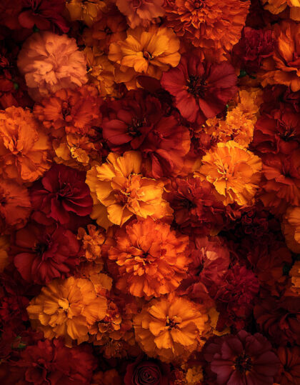 laaksonliljan siemenet