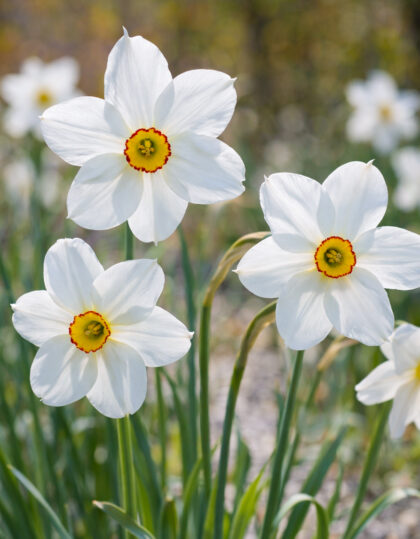 Talonarsissi ‘Poeticus’ 10 kpl