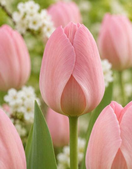 Tulppaanisipulit "Mystic Van Eijk" - 5kpl