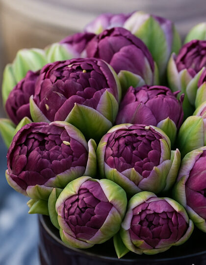 Tulppaanisipulit "Blue Wow"