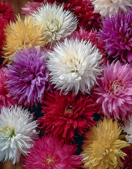 Aedastrite seeded 'American Branching' (amerikkalainen haarautuva)