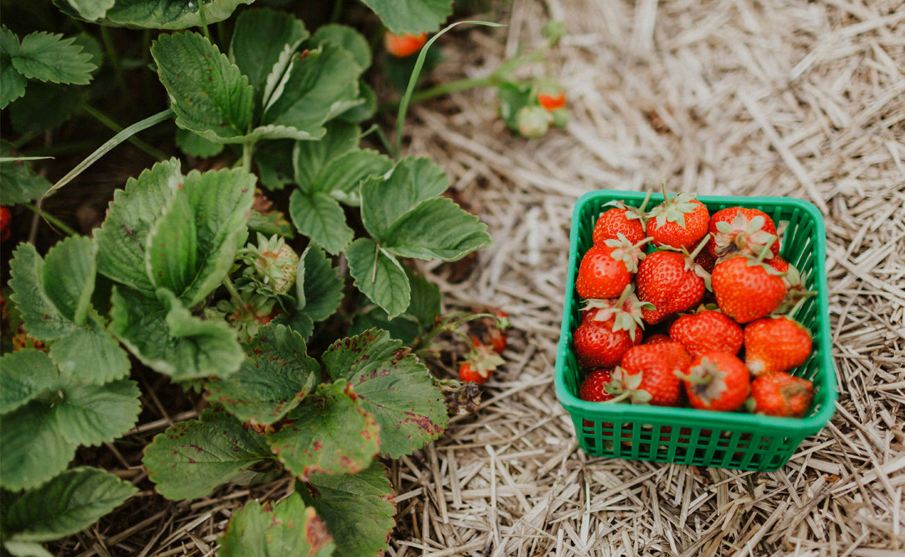 mansikka frigot kasvit