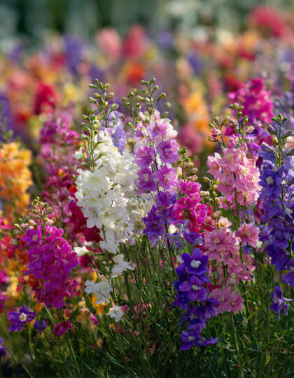 Purjosipulin kukkasiemenseos 'Bush Exa'