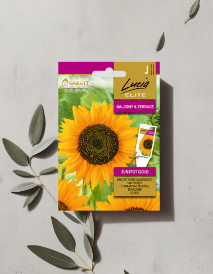 Auringonkukansiemenet 'Sunspot Gold'