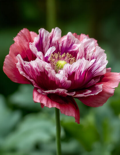 Unikon siemenet 'Pandora'