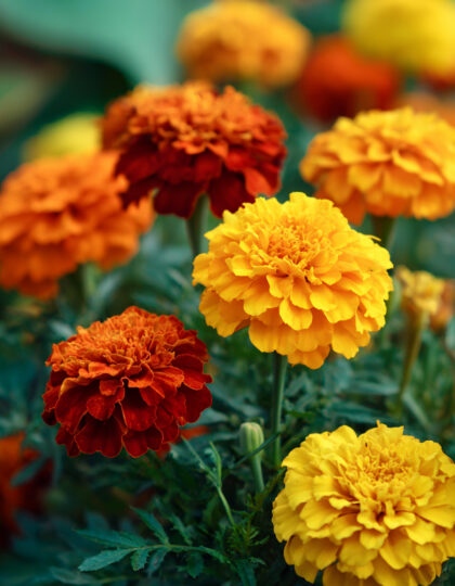 Rantakukan siemenet 'Strawberry Blonde' (Mansikka Blondi)