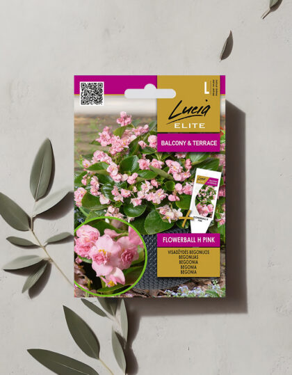 Täysikukkaisen begonian siemenet 'Flowerball H Pink'