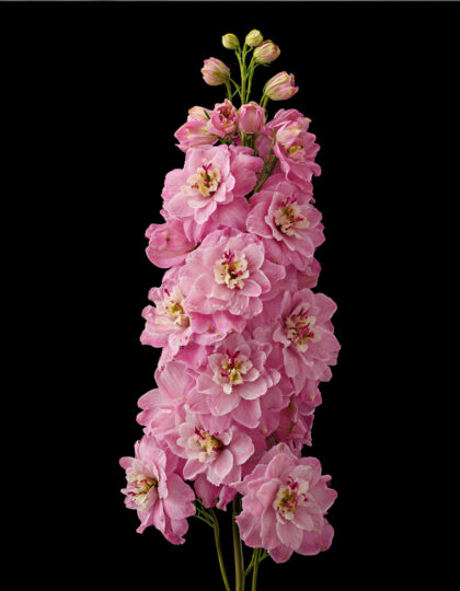 Narsissin siemenet 'Rose Queen'