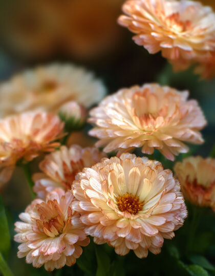 Saialillan siemenet 'Pink Surprise' (vaaleanpunainen yllätys)