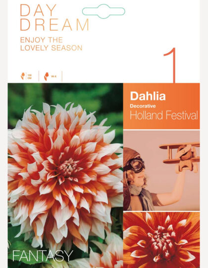 koristeellinen daalia