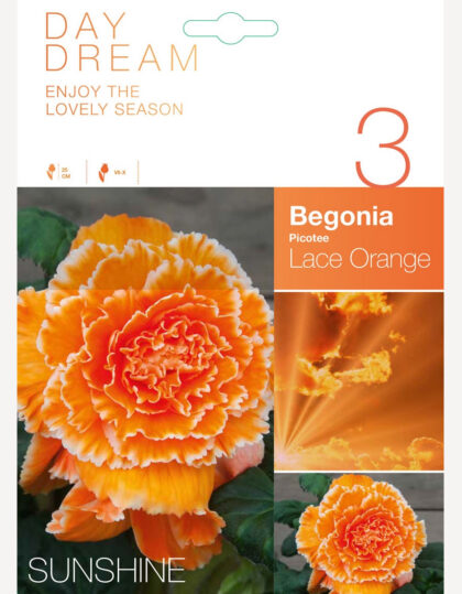 begonia sipulit