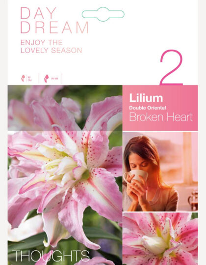 laaksonliljat sipulit