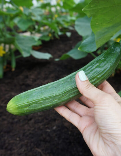 Varhainen salaattikurkku