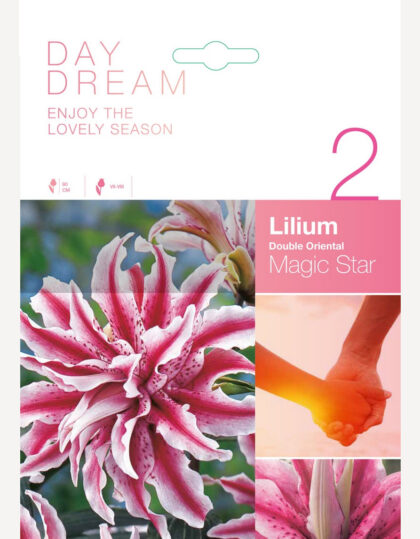 lilia sipuli taikatähti