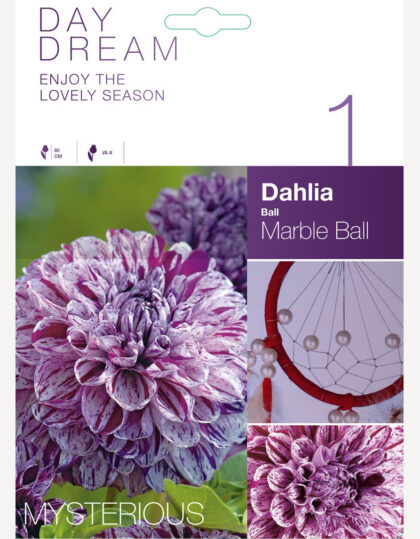 daalia