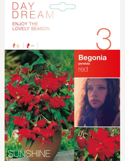 punainen riippuva begonia