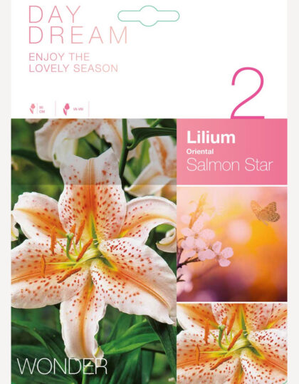 laaksonlilja sipuli lohitähti