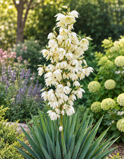 Yucca Filamentosa- kuitumainen talvivihreä juurakko