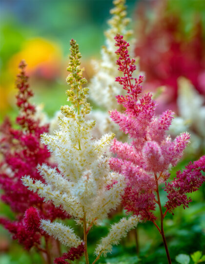 astilbe mix