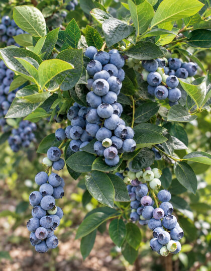 Puutarhamustikka ‘Bluecrop’ P9-ruukussa